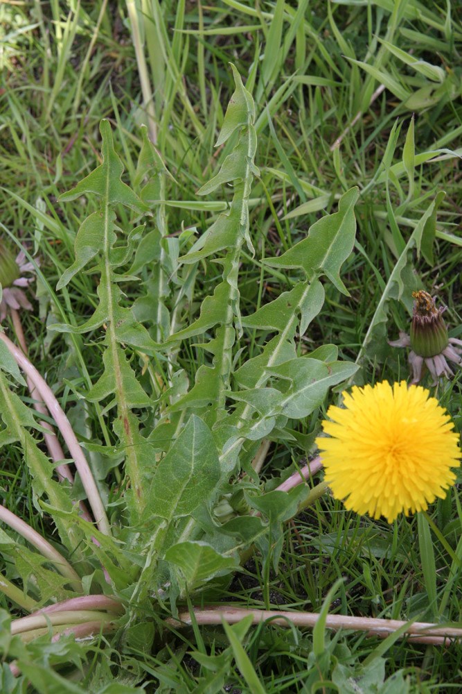 Stor Vejmælkebøtte (Taraxacum superbum)