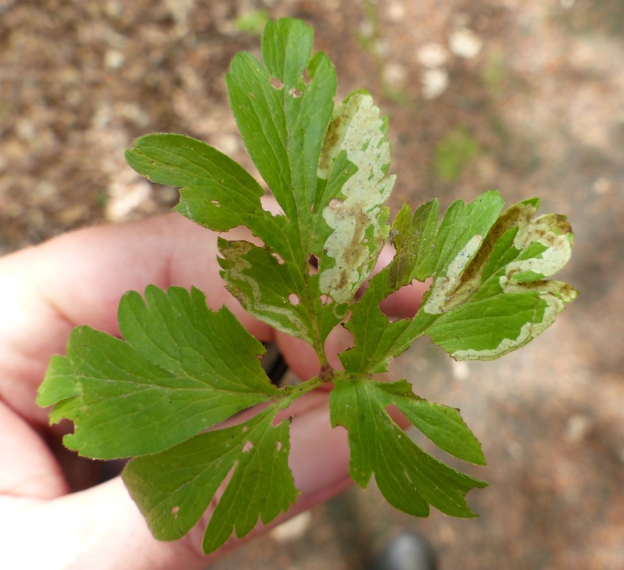 Phytomyza anemones