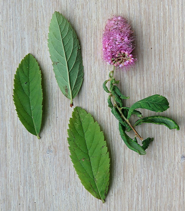 Rosahvid Spiræa (Spiraea x macrothyrsa)