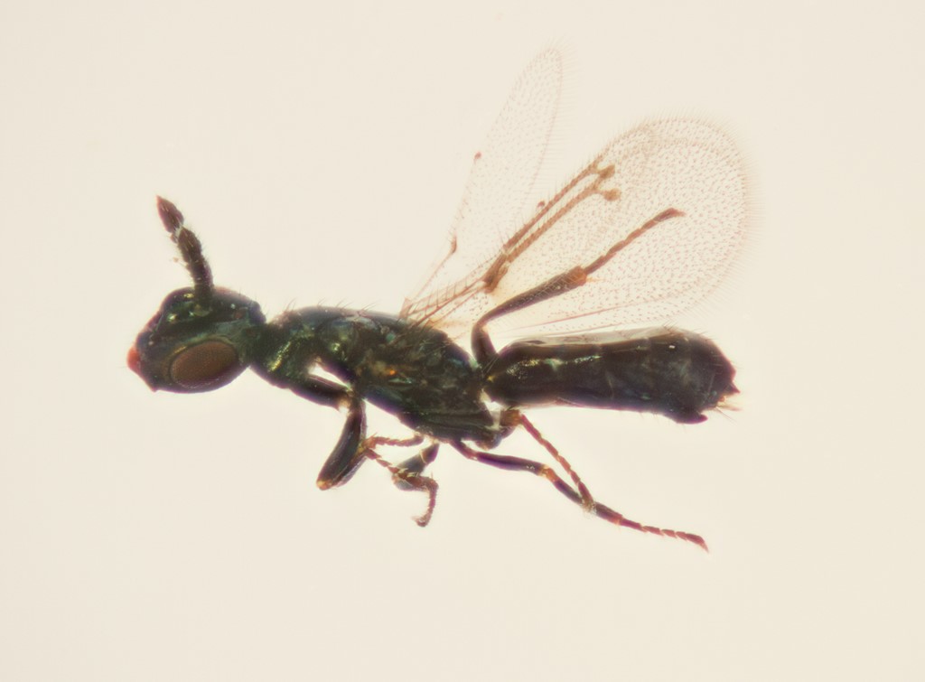 Macroglenes chalybeus (Macroglenes chalybeus)