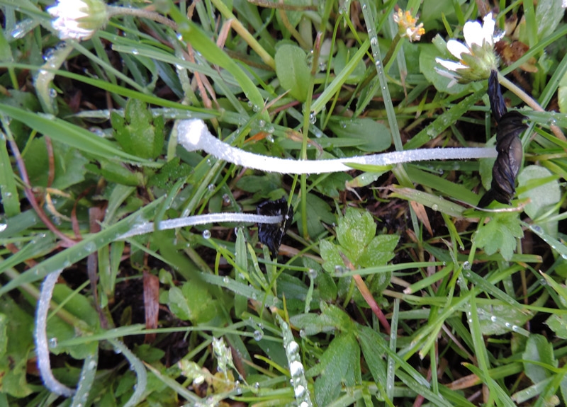 Morgen-Blækhat (Coprinellus ephemerus)