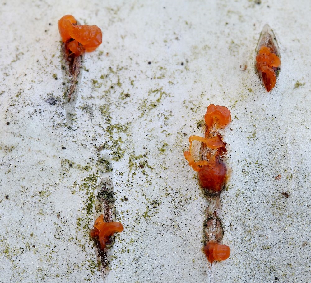 Libertella betulina (Libertella betulina)