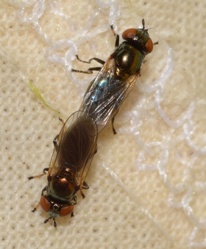 Broget Metalsvirreflue (Lejogaster tarsata)