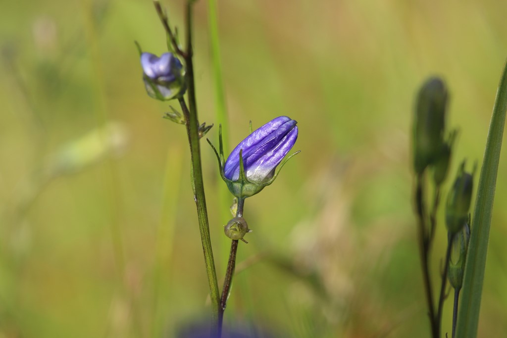 Geocrypta campanulae (Geocrypta campanulae)