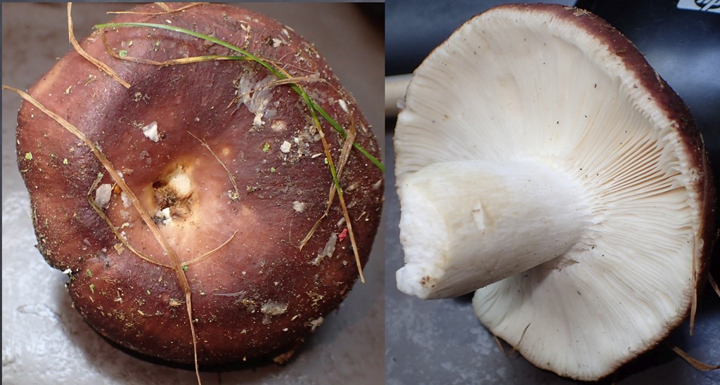 Bøge-Skørhat (Russula faginea)