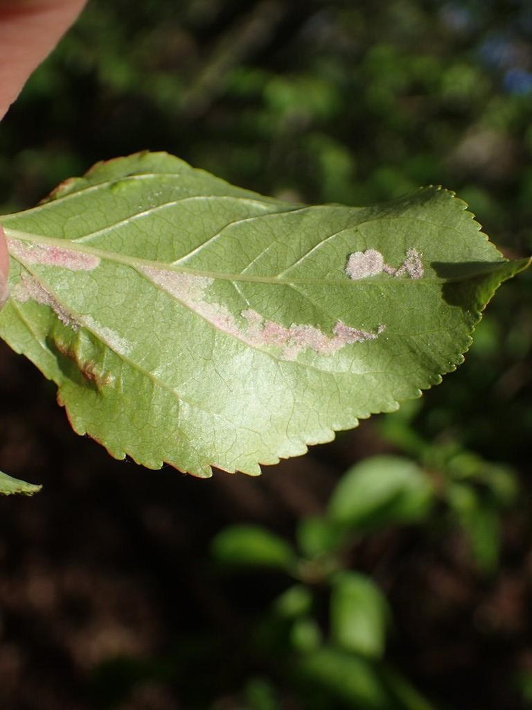 Hægfiltgalmide (Eriophyes distinguendus)