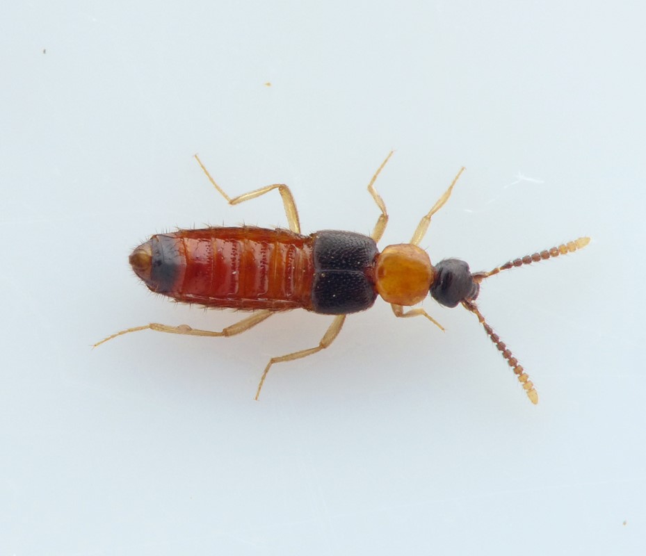 Zyras collaris (Zyras collaris)