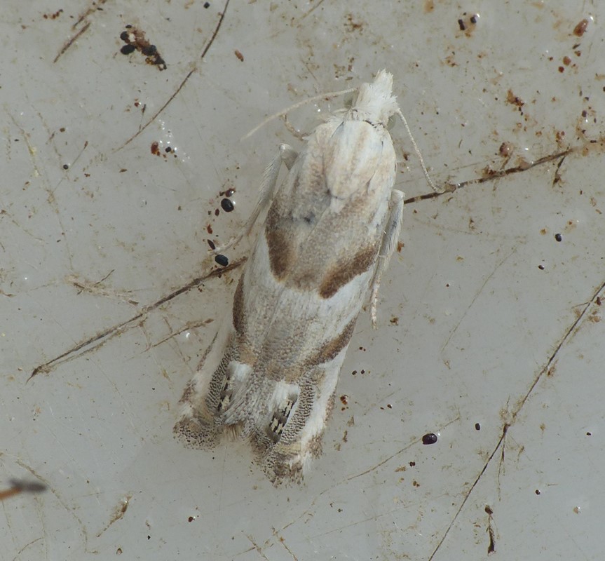 Eucosma pupillana (Eucosma pupillana)