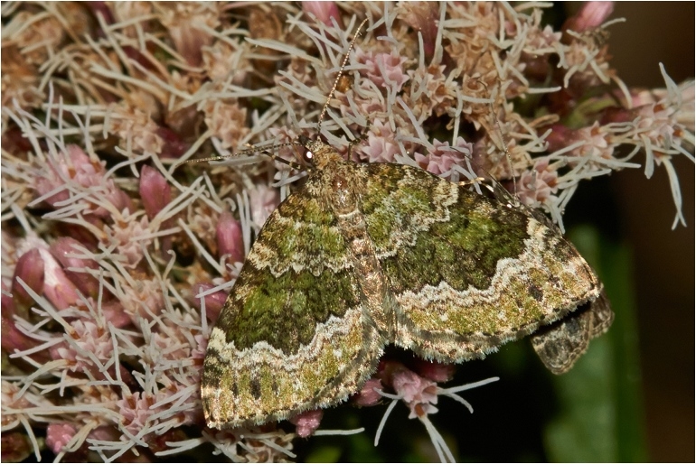 Olivenmåler (Colostygia olivata)