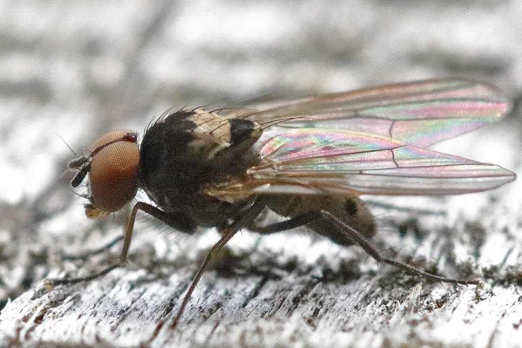 Azelia cilipes (Azelia cilipes)