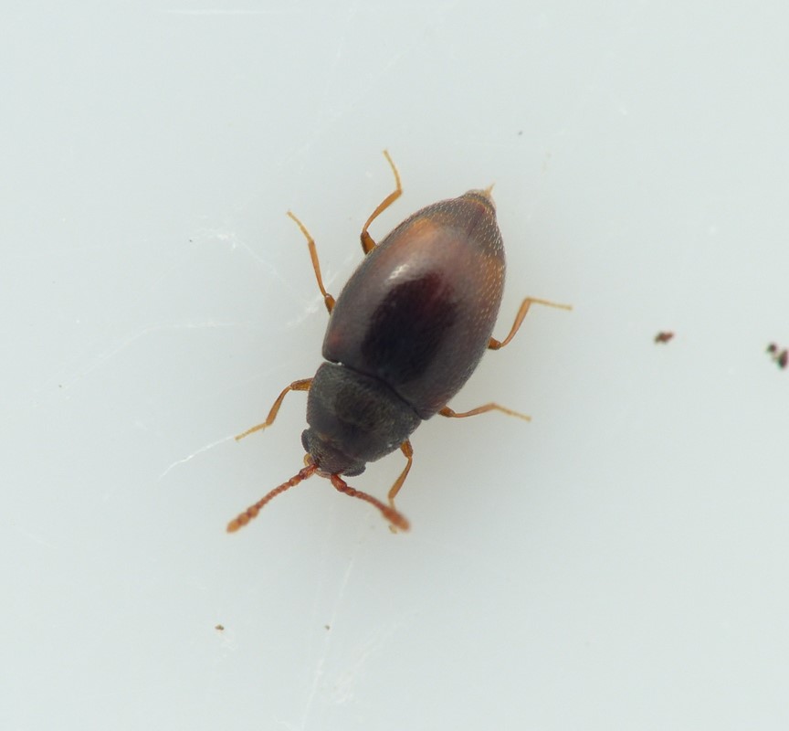 Atomaria apicalis (Atomaria apicalis)