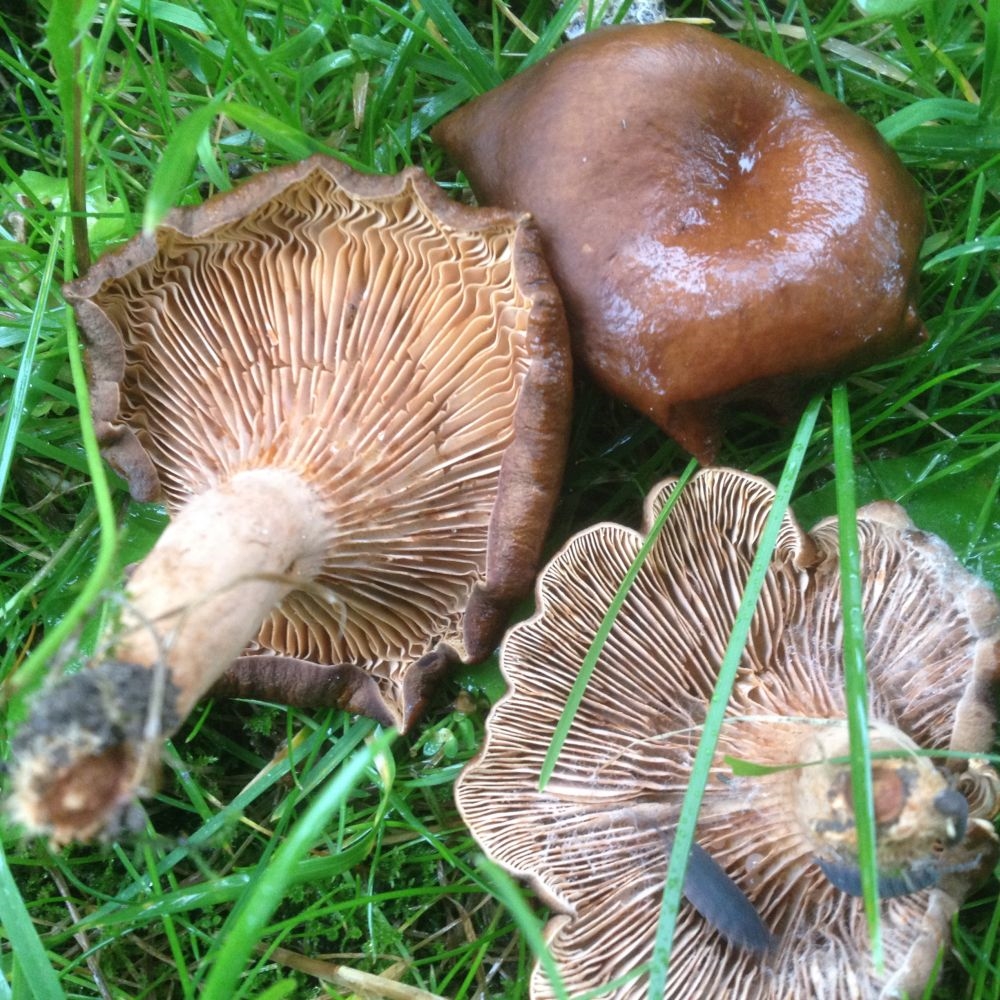 Stinkende Mælkehat (Lactarius serifluus)