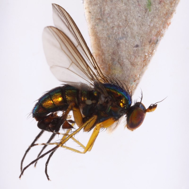 Hercostomus chrysozygos (Hercostomus chrysozygos)