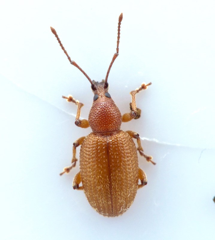 Otiorhynchus cribricollis (Otiorhynchus cribricollis)