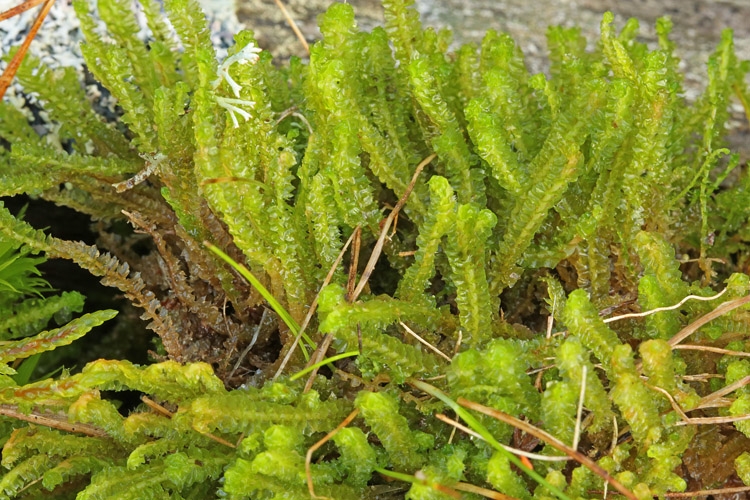 Ulvefod-Flerfligmos (Lophozia lycopodioides)
