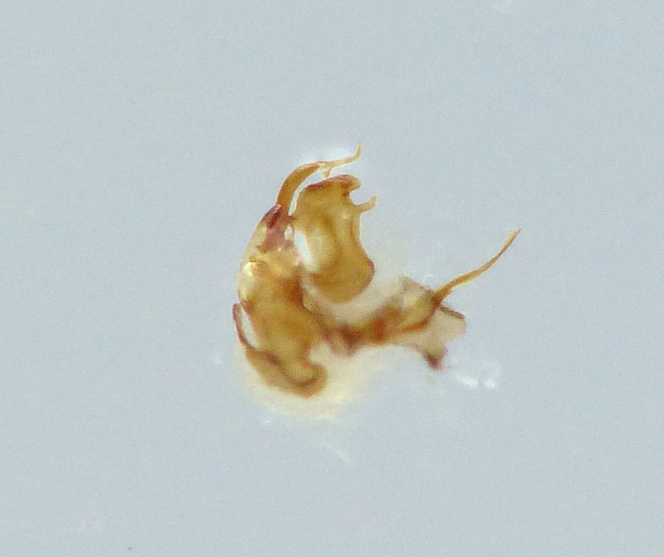 Gyrophaena angustata (Gyrophaena manca)