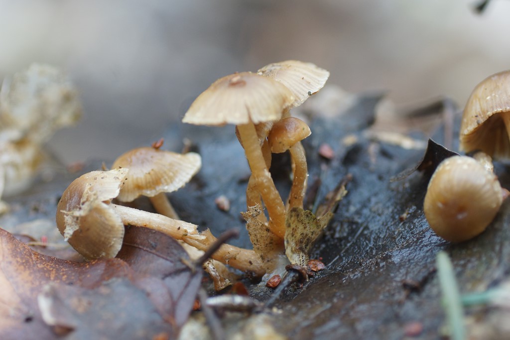 Smudsigbrun Vinterskælhat (Meottomyces dissimulans)