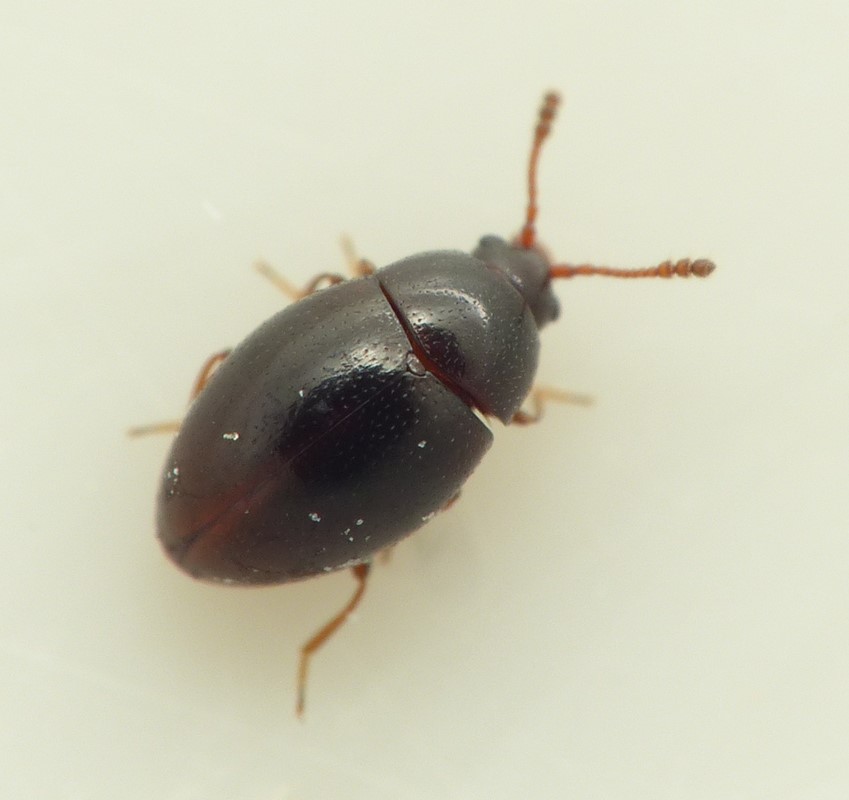 Ootypus globosus (Ootypus globosus)