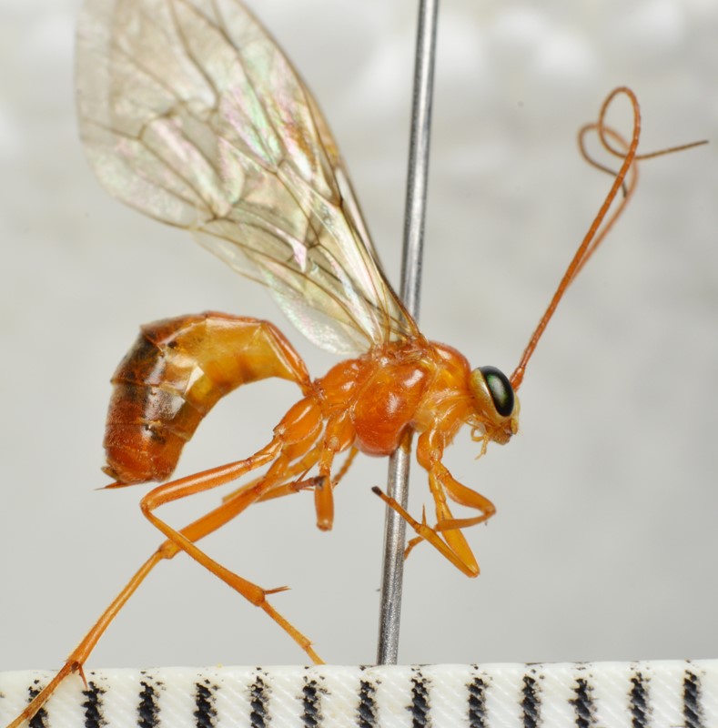 Netelia latungula (Netelia latungula)