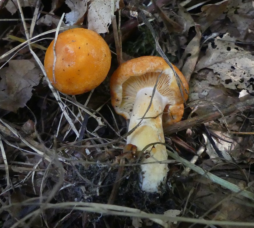 Lærke-Mælkehat (Lactarius porninsis)
