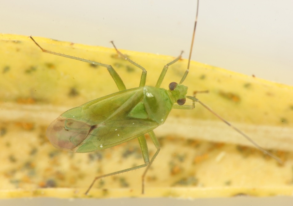 Havetæge (Lygocoris pabulinus)