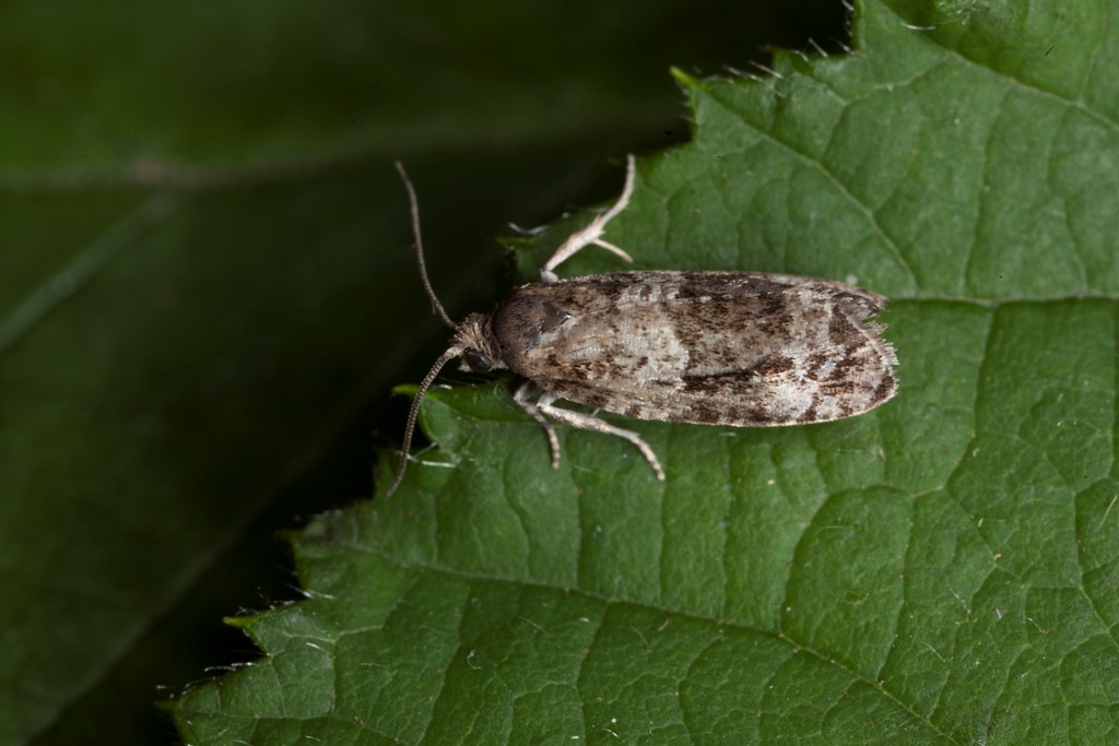 Phiaris dissolutana (Phiaris dissolutana)