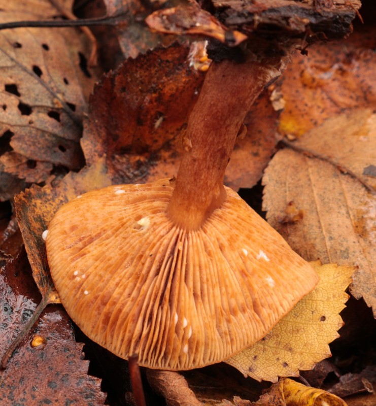 Sump-Mælkehat (Lactarius lacunarum)