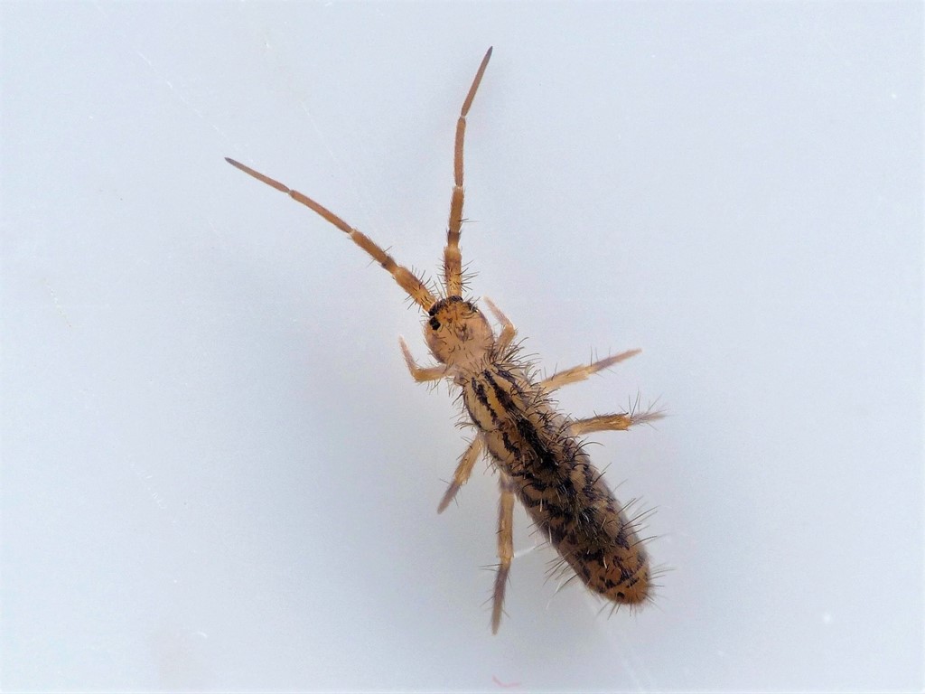 Orchesella quinquefasciata (Orchesella quinquefasciata)