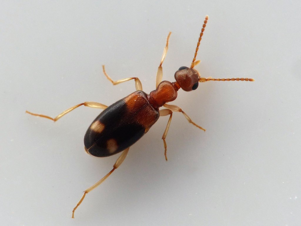 Stricticollis tobias (Stricticollis tobias)