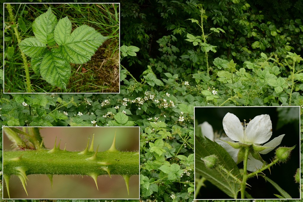 Slesvigsk Hasselbrombær (Rubus slesvicensis)