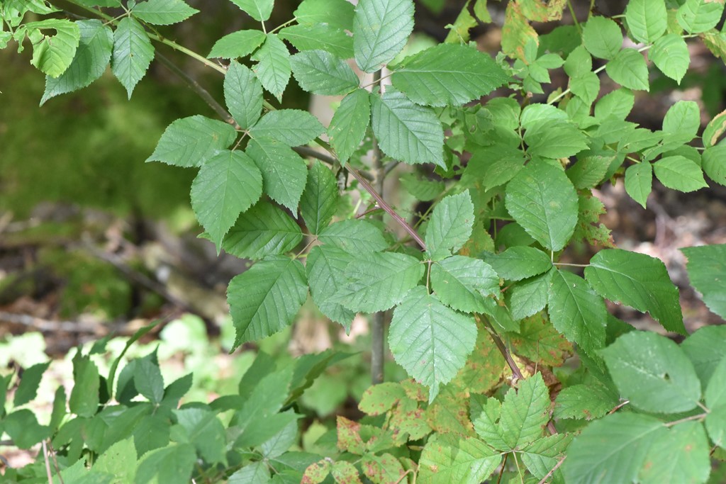 Top-Brombær (Rubus pseudothyrsanthus)