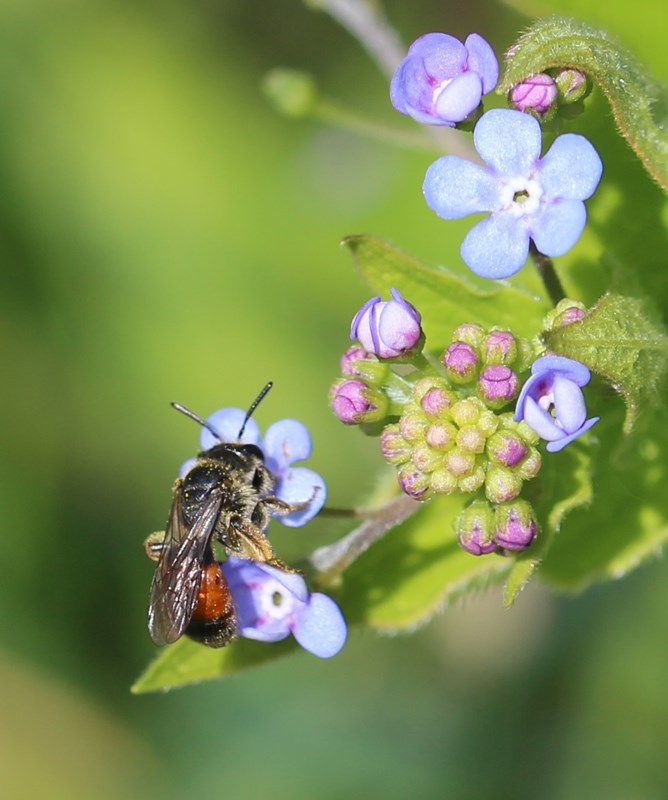 Blodjordbi (Andrena labiata)