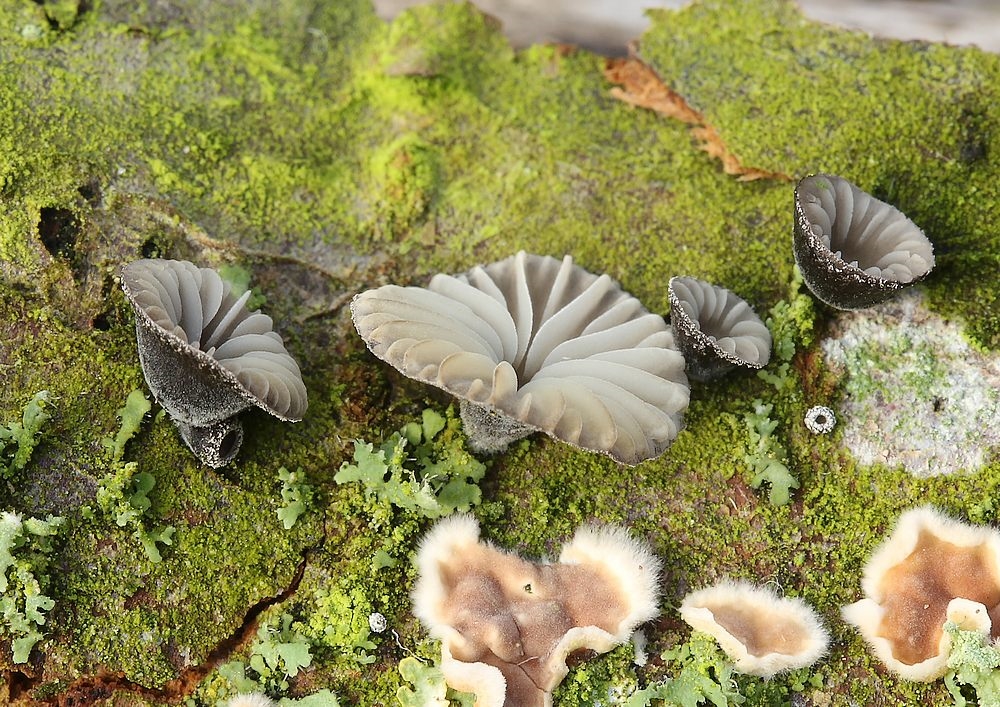 Hovformet Filthat (Hohenbuehelia unguicularis)