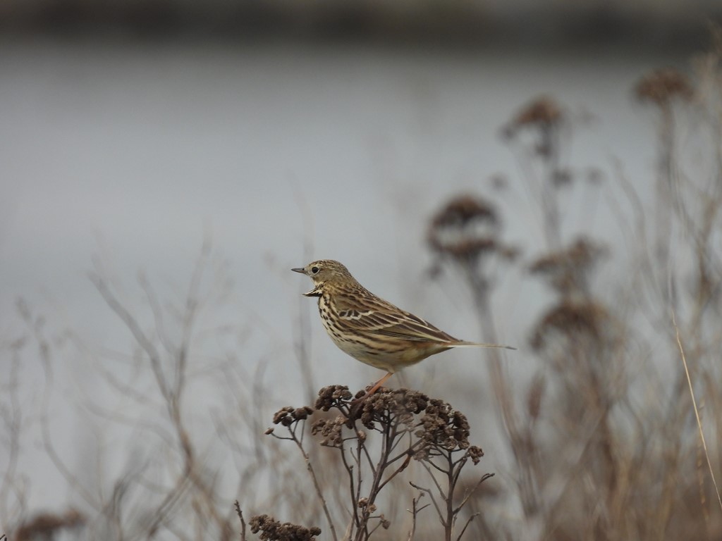 Engpiber (Anthus pratensis)