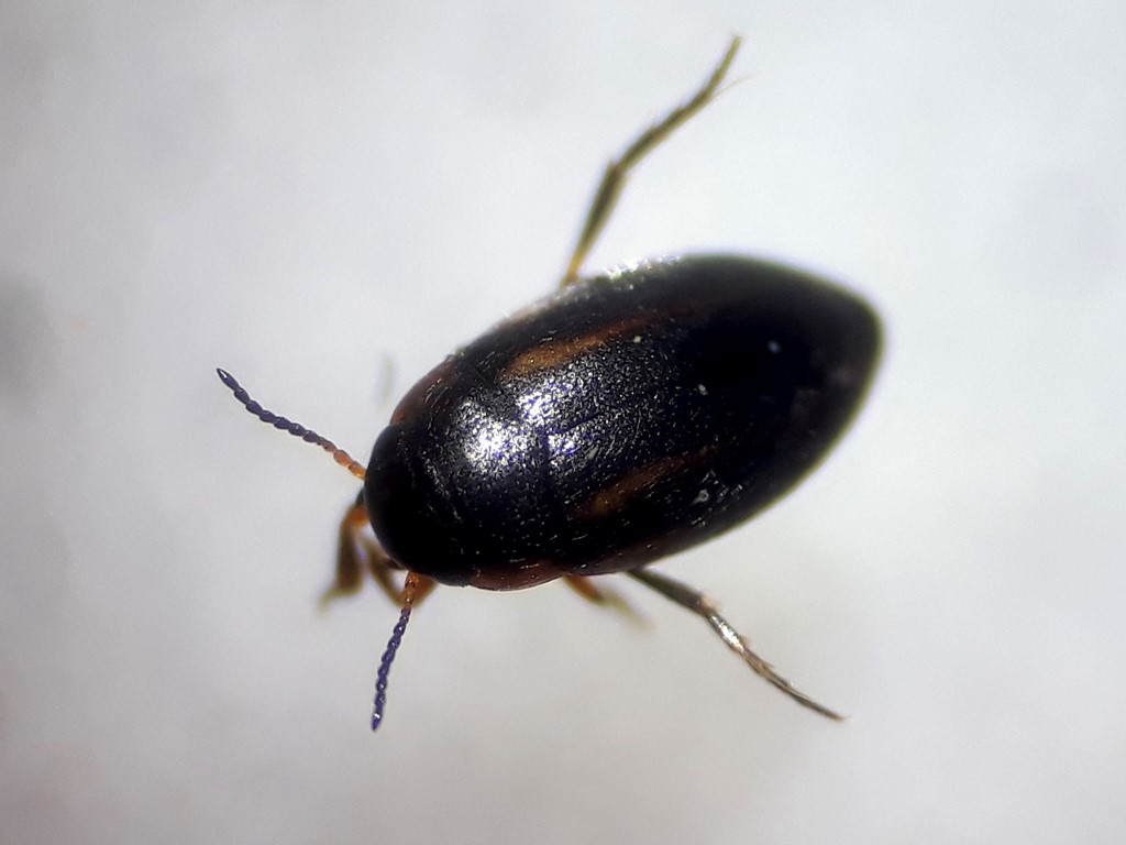 Graptodytes bilineatus (Graptodytes bilineatus)