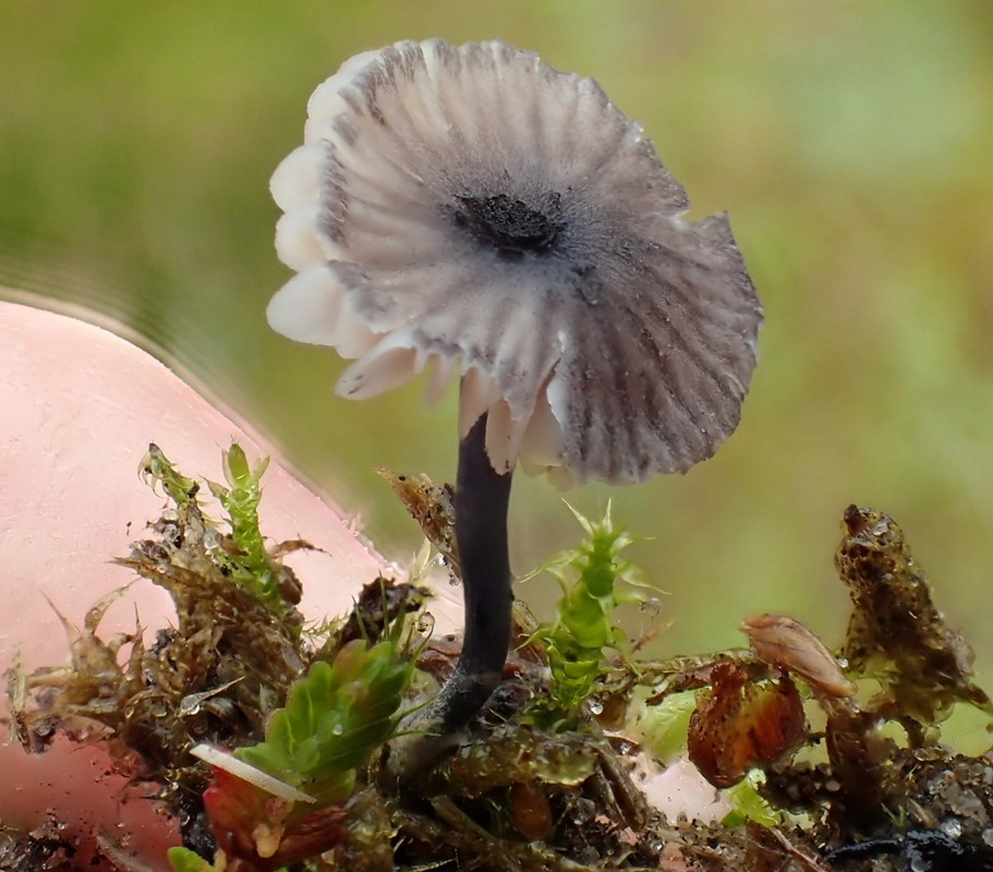 Violblå Rødblad (Entoloma cyanulum)