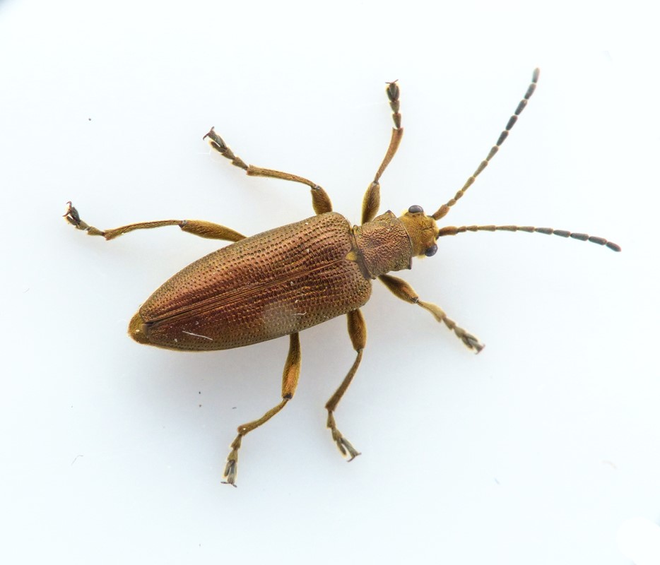 Donacia thalassina (Donacia thalassina)