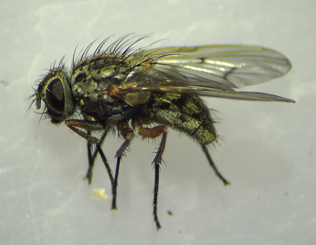Phaonia scutellata (Phaonia scutellata)