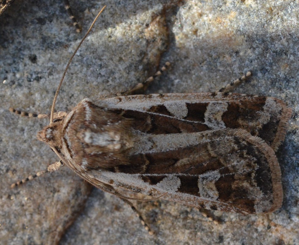 Sandugle (Euxoa cursoria)