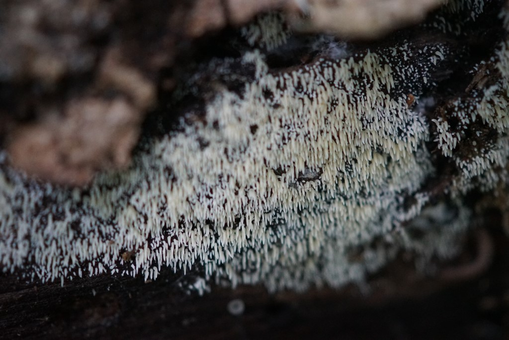 Hvid Hængepig (Mucronella calva)