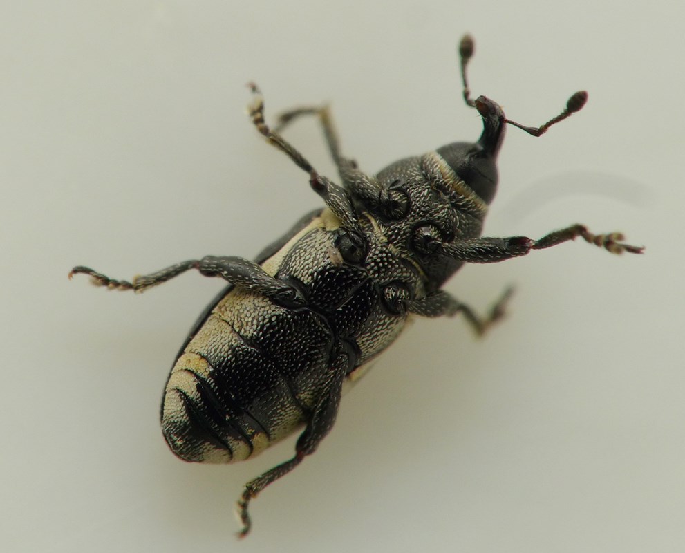 Limnobaris t-album (Limnobaris t-album)