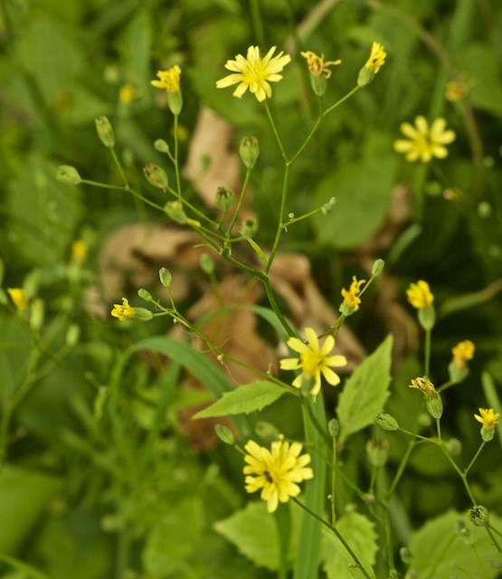 Haremad (Lapsana communis)