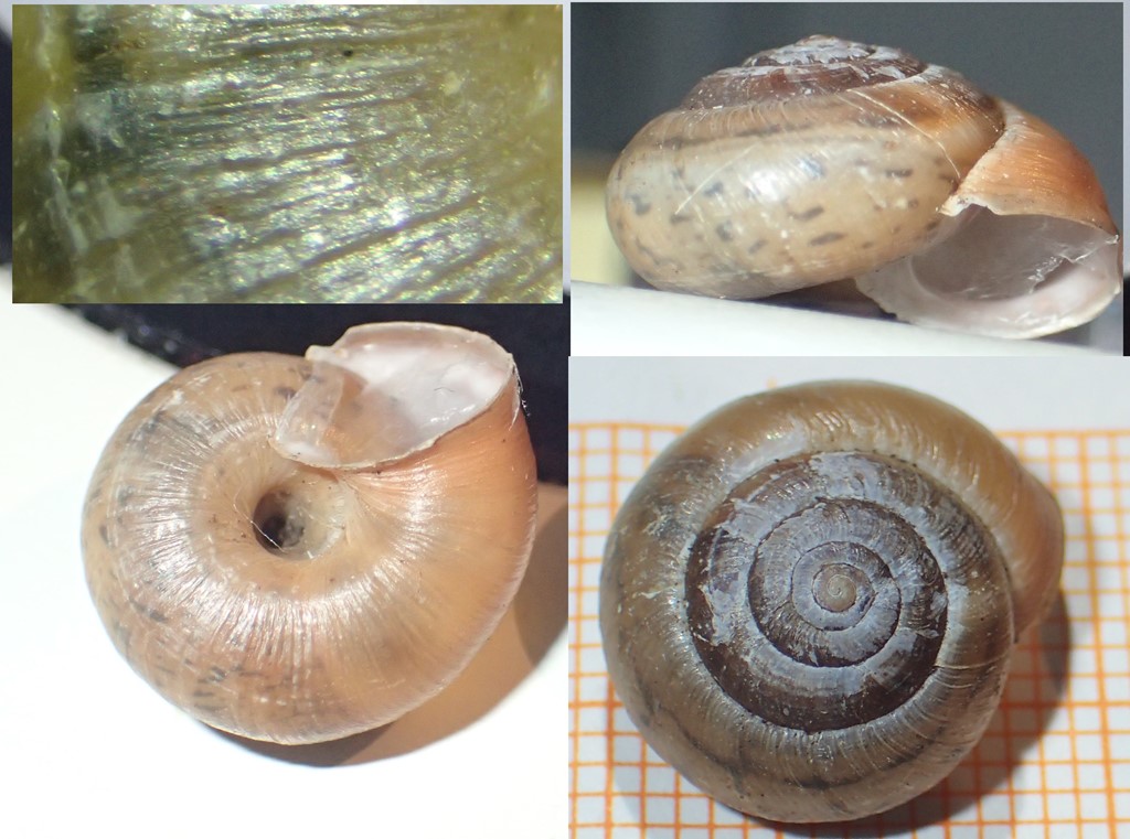 Kratnøddesnegl (Euomphalia strigella)