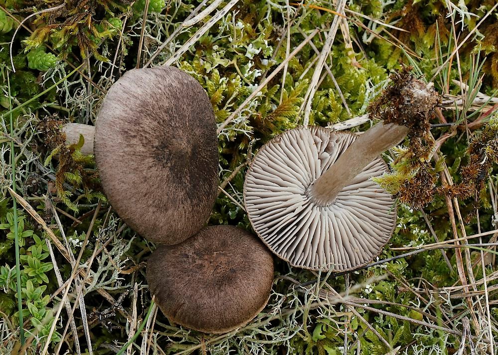 Skiffergrå Ridderhat (Tricholoma bonii)