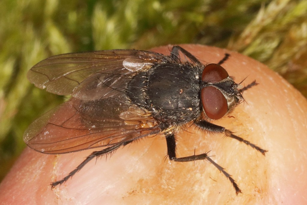 Pollenia labialis (Pollenia labialis)