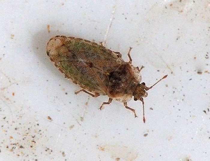 Mældetæge (Parapiesma quadratum)