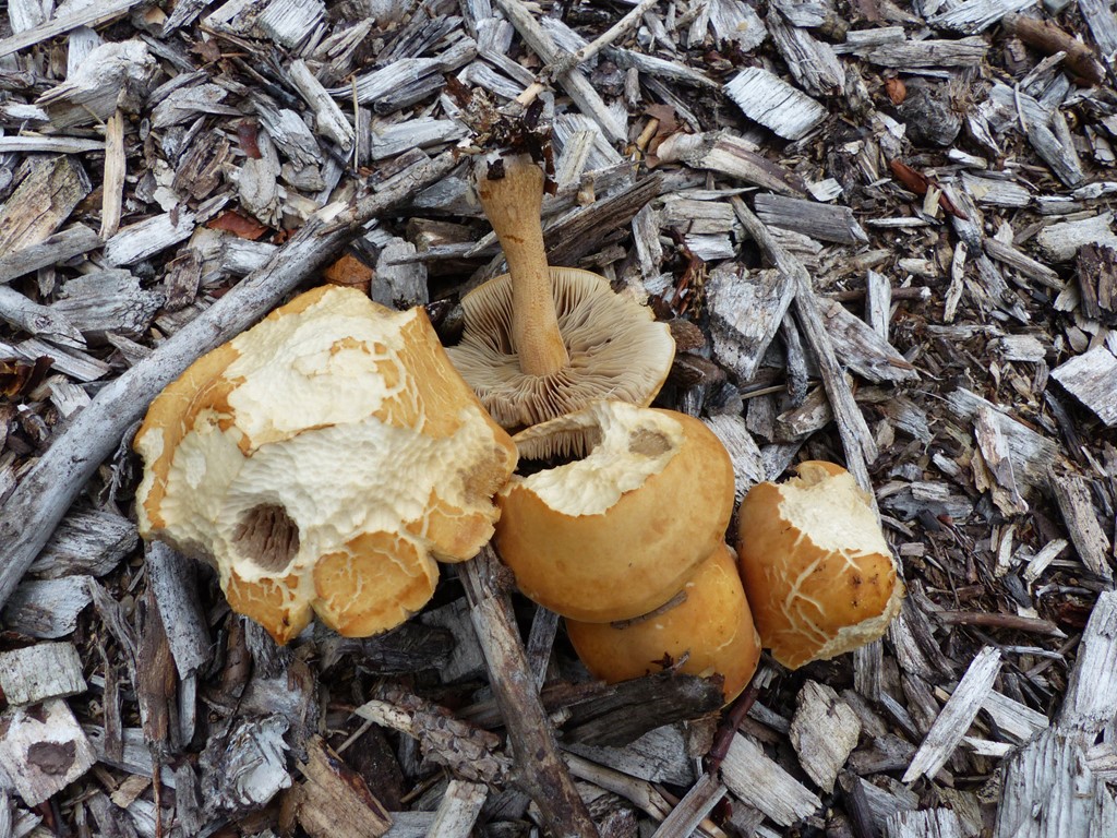 Træflis-Agerhat (Agrocybe putaminum)