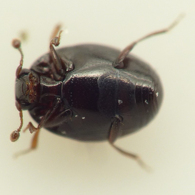 Fladtrykket Ægstumpbille (Acritus nigricornis)