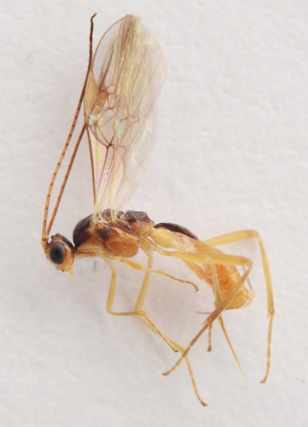 Meteorus colon (Meteorus colon)