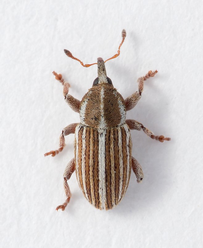 Tychius schneideri (Tychius schneideri)